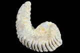 Cretaceous Fossil Oyster (Rastellum) - Madagascar #69645-1
